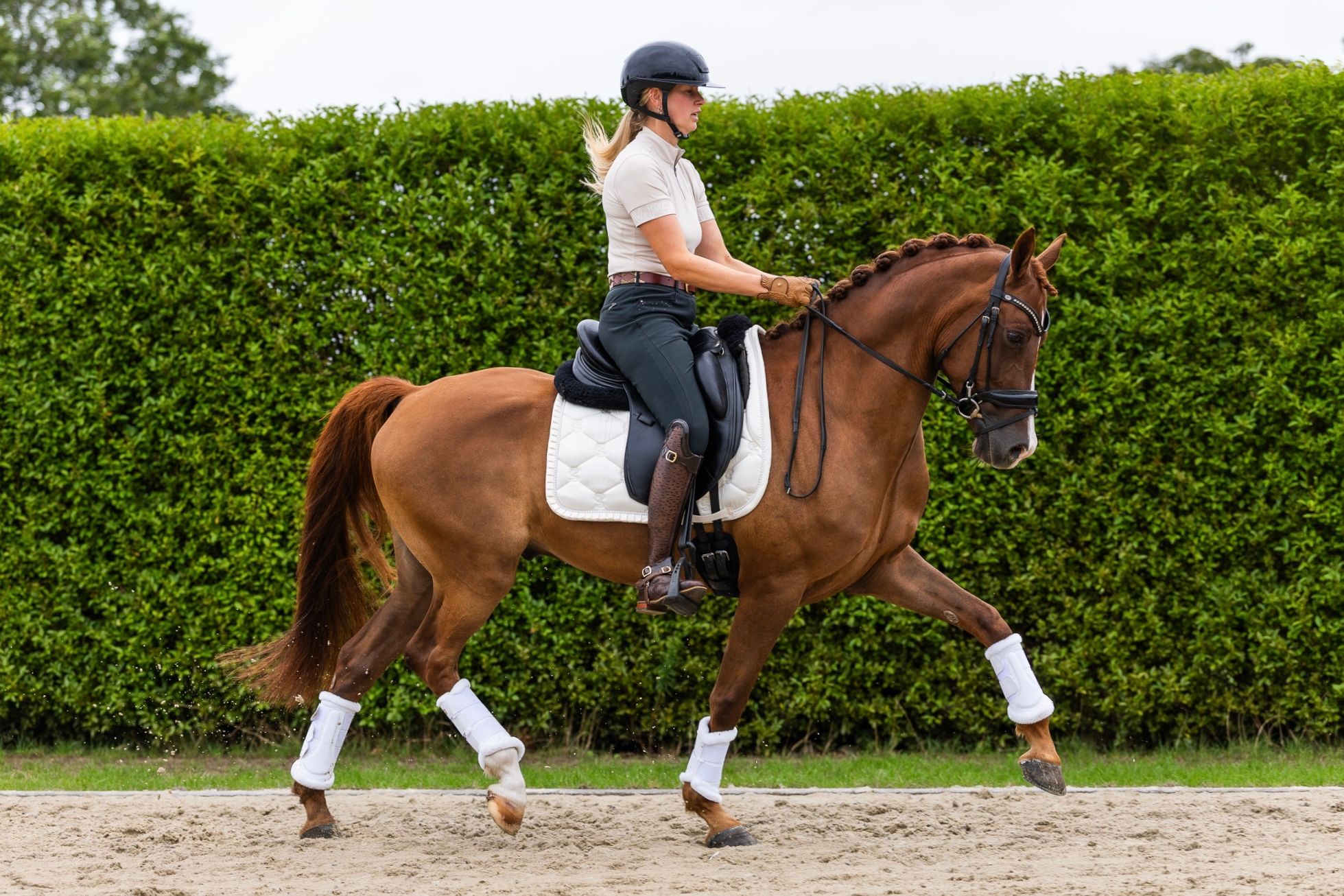 NRPS dressuurpony Ruin 8 years old vos for sale - Photo 6