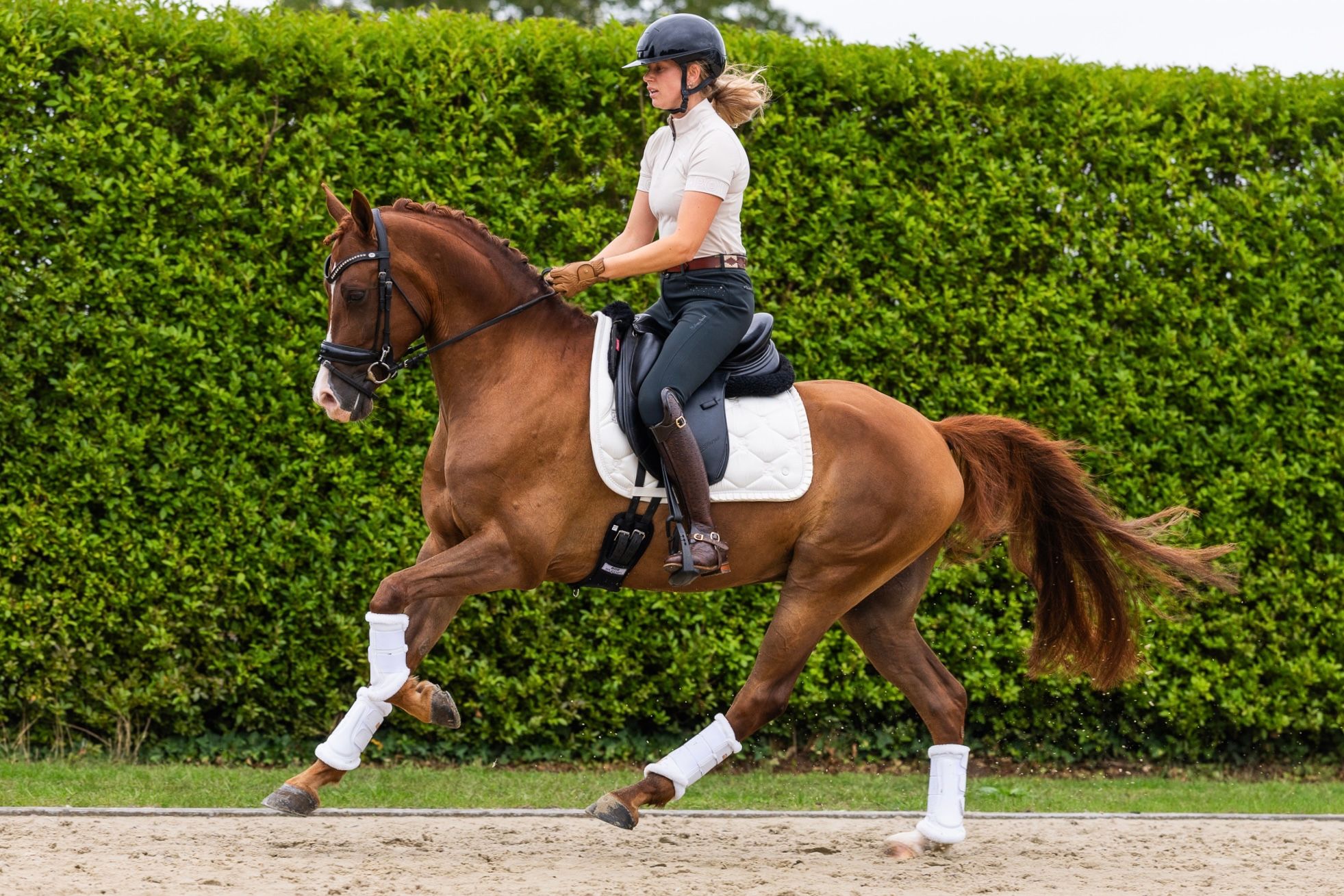 NRPS dressuurpony Ruin 8 years old vos for sale - Photo 5