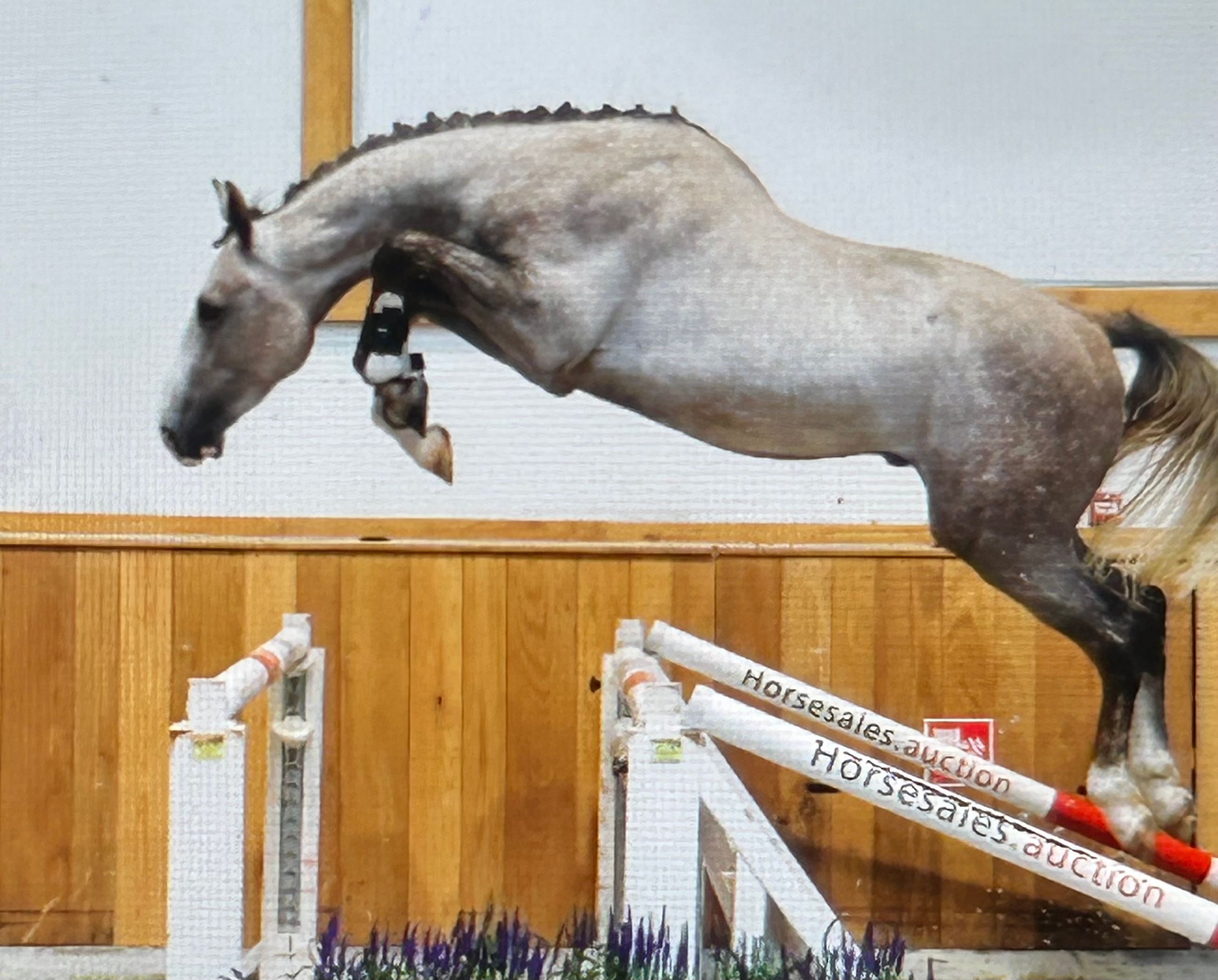 Untouchable Hengst 2,5 Jahre alt