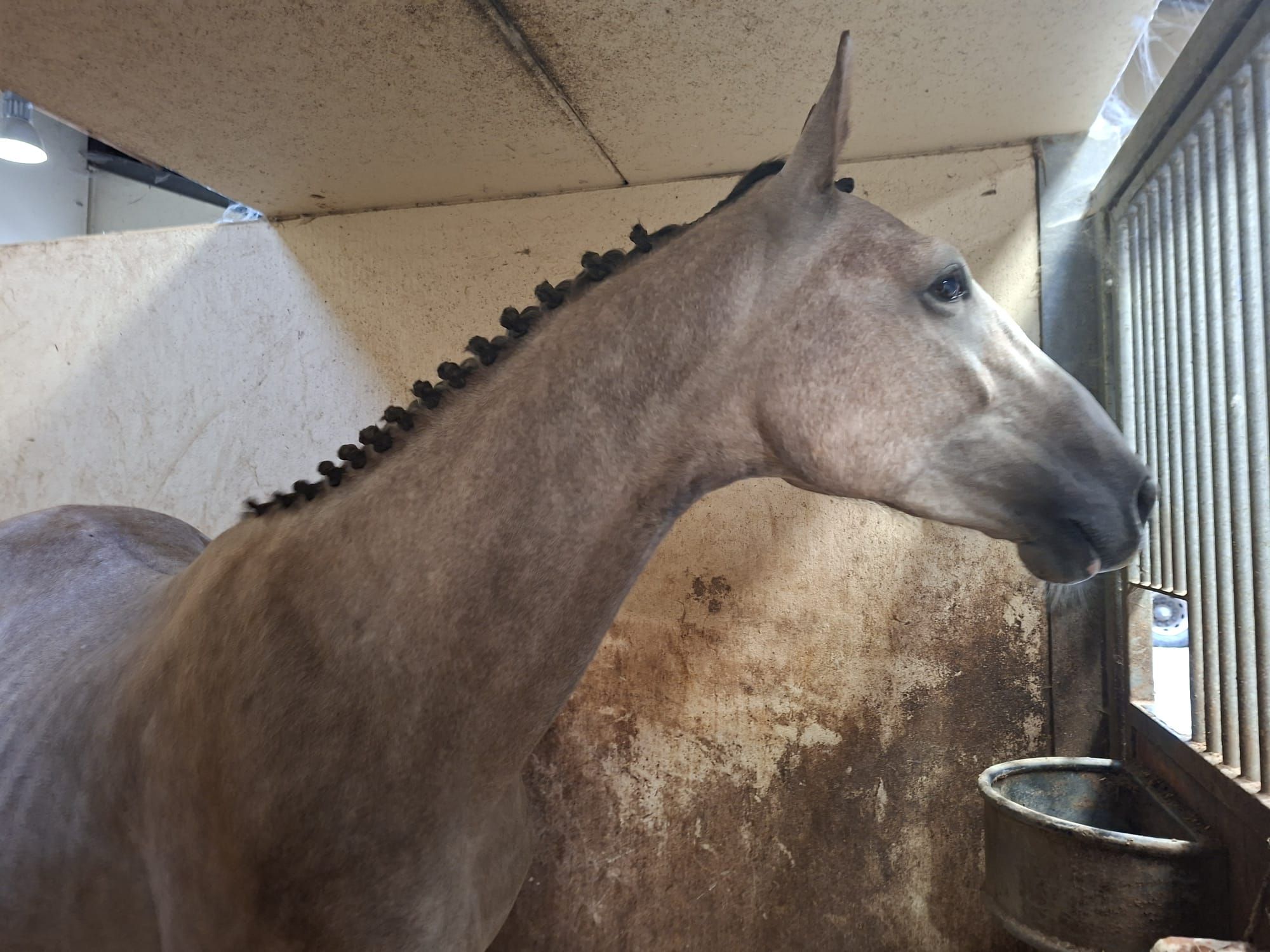 bwp springpaard hengst 2 Jahre alt andere-kleur zu verkaufen - Foto 3
