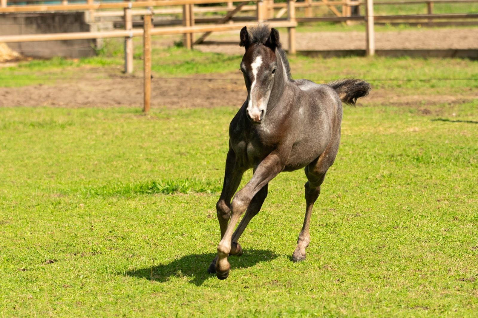 connemara eventingpony hengst 0 years old schimmel for sale - Photo 2