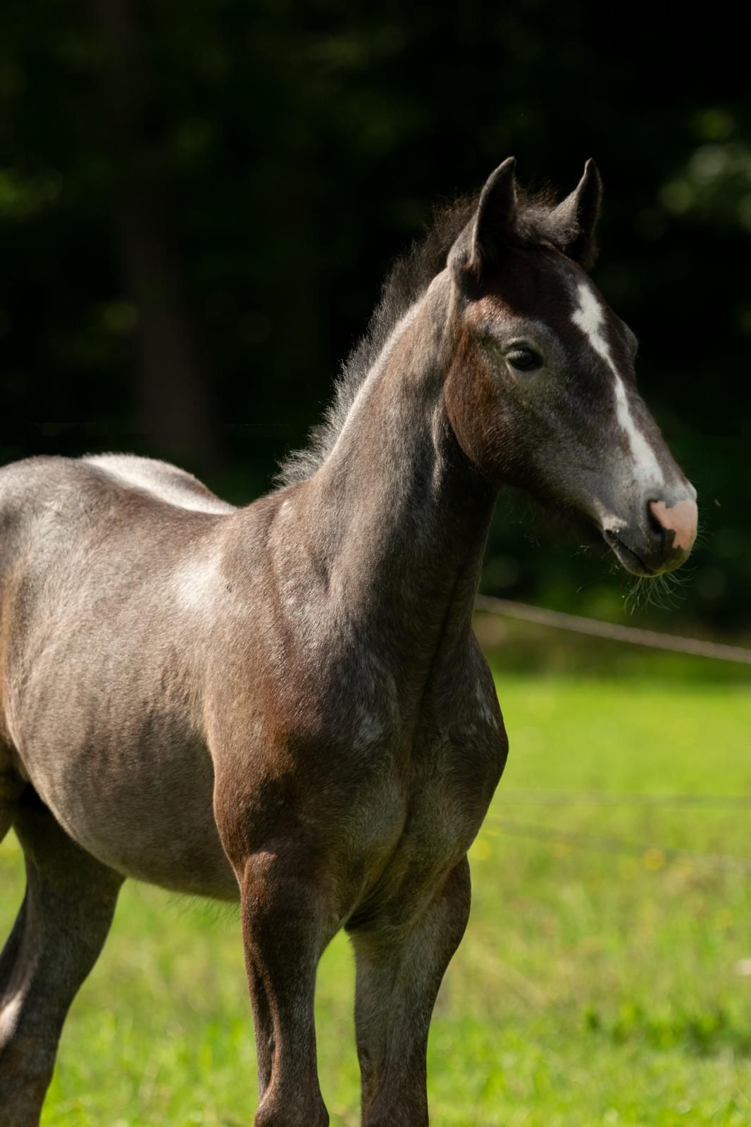 connemara eventingpony hengst 0 years old schimmel for sale - Photo 3