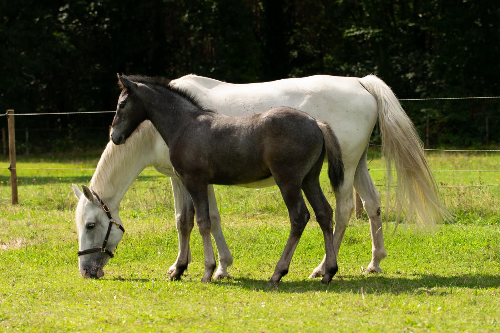 connemara eventingpony hengst 0 years old schimmel for sale - Photo 4