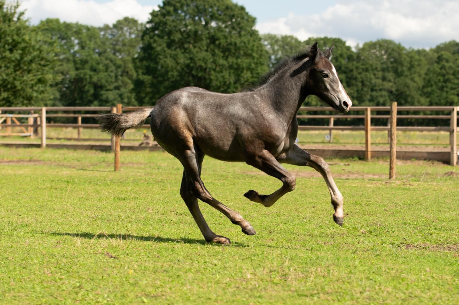 connemara eventingpony hengst 0 years old schimmel for sale - Photo 5