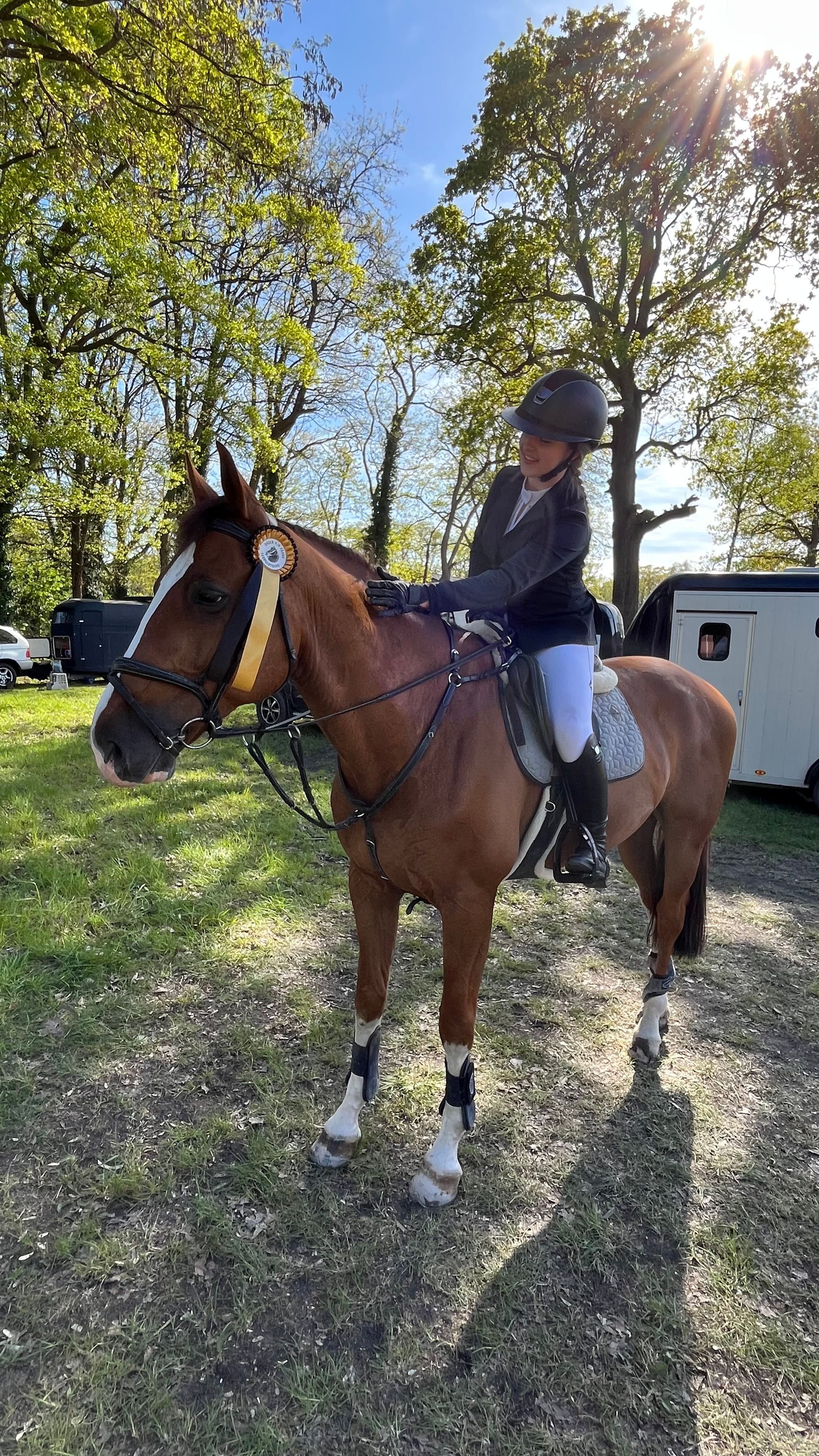 zangersheide springpaard ruin 8 years old vos for sale - Photo 4