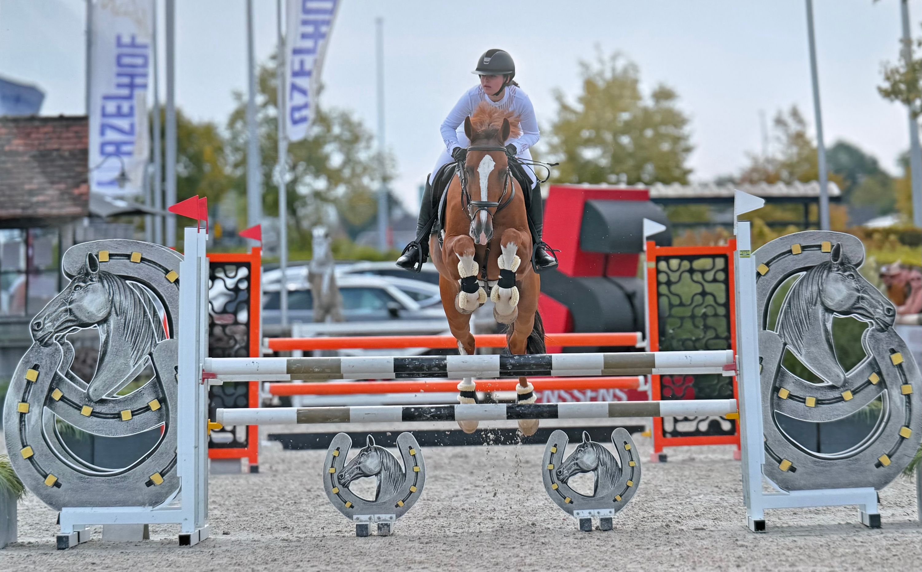 zangersheide springpaard ruin 8 years old vos for sale - Photo 2