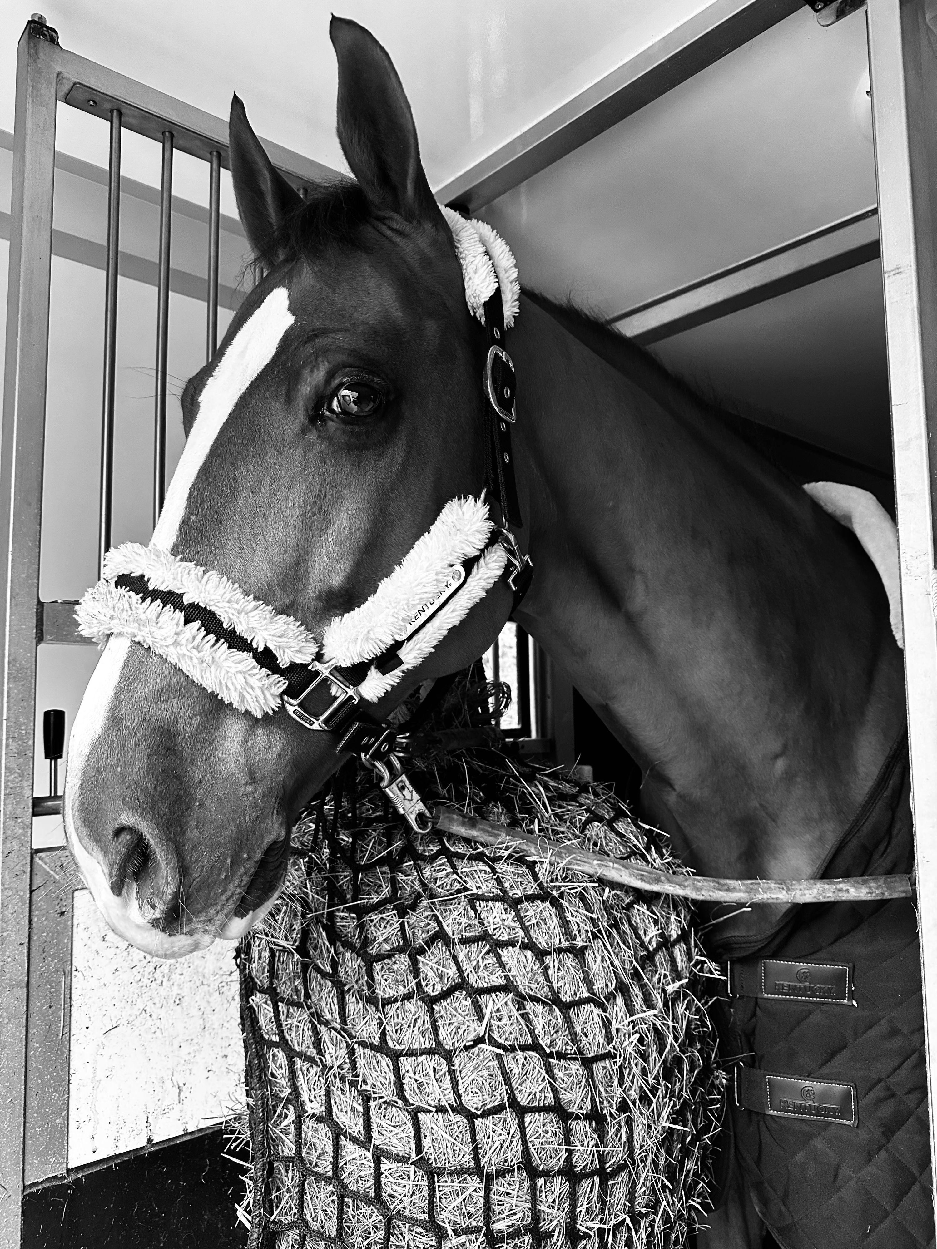 zangersheide springpaard ruin 8 years old vos for sale - Photo 5