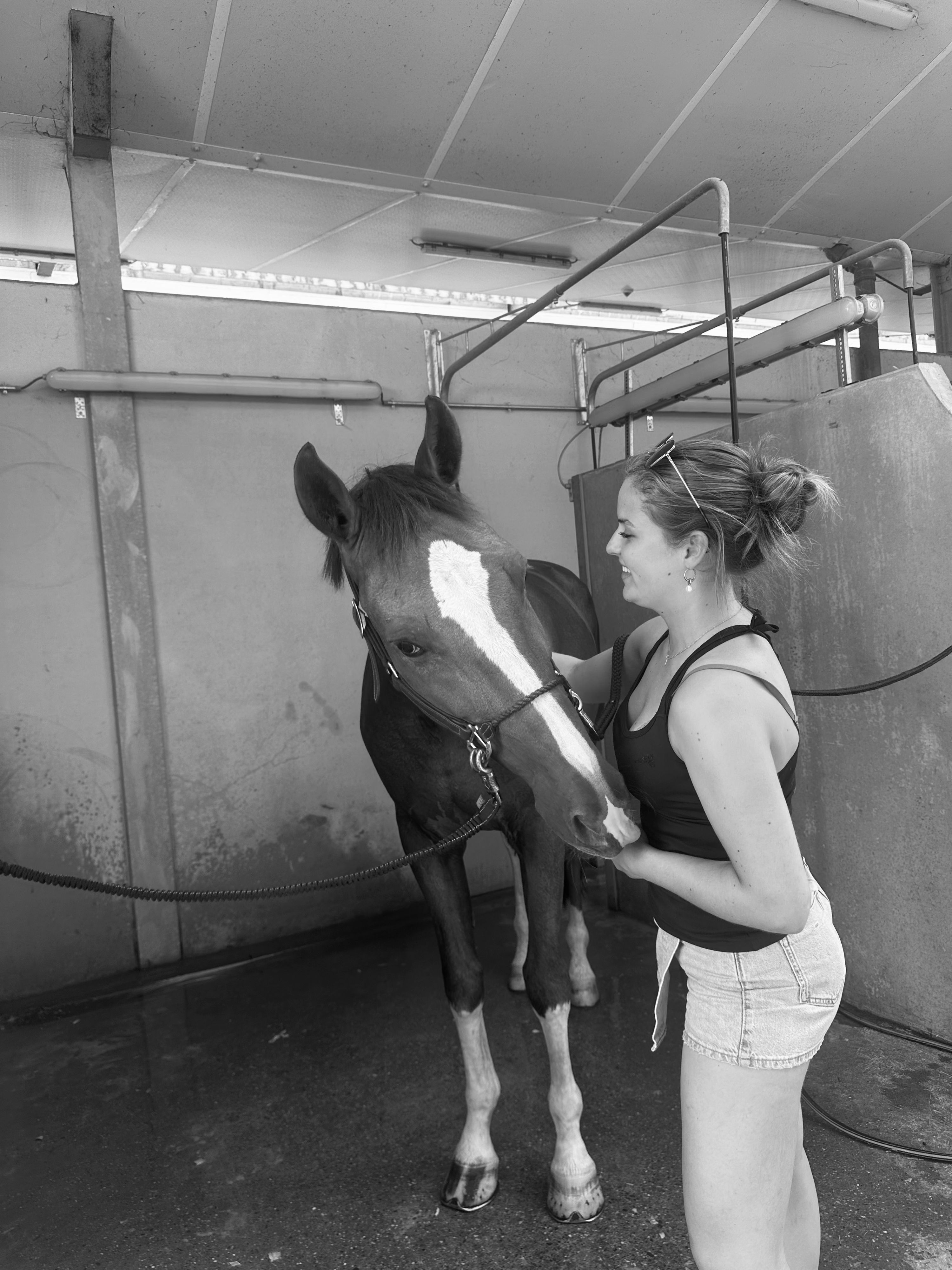 zangersheide springpaard ruin 8 years old vos for sale - Photo 6