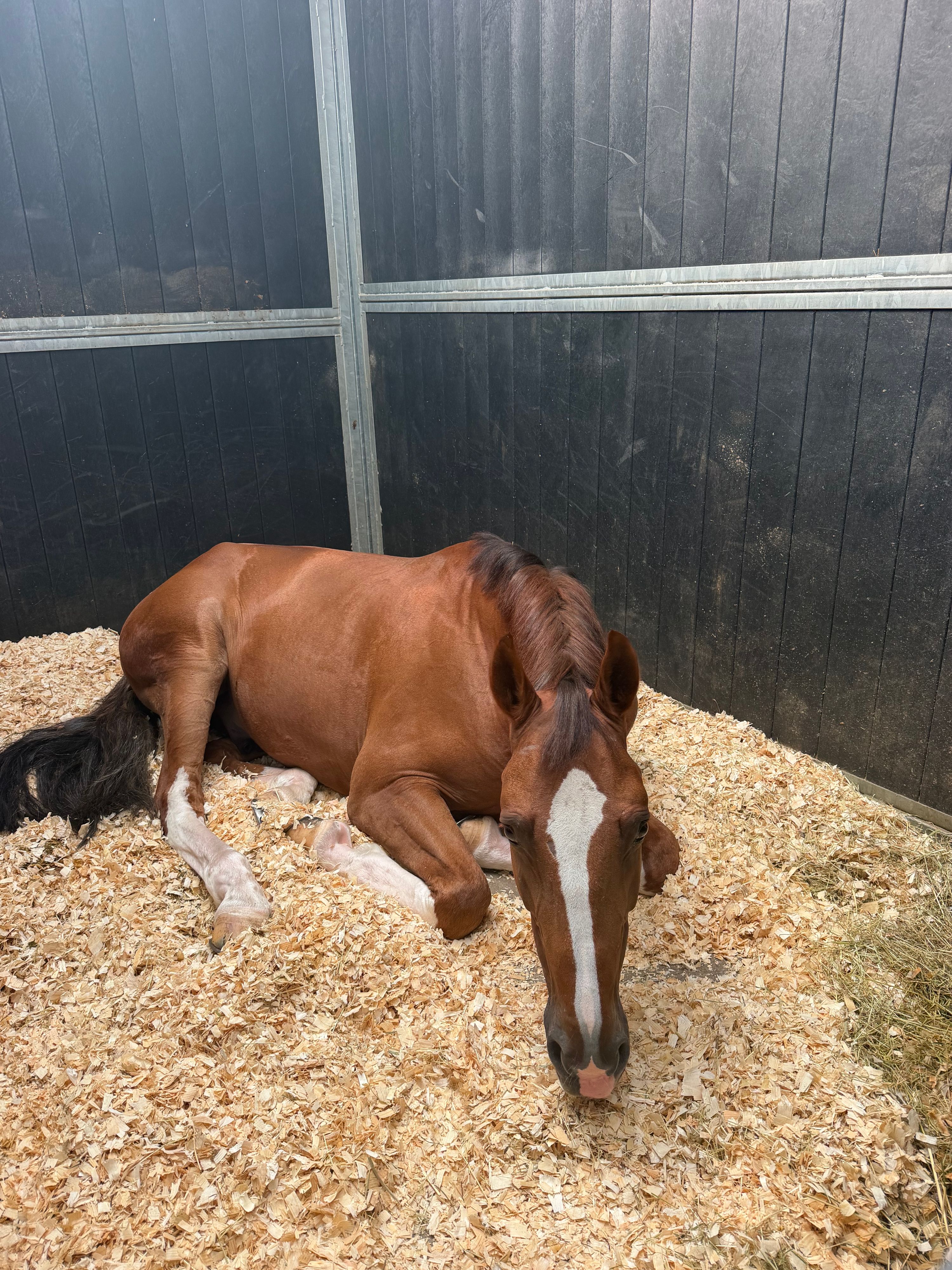 zangersheide springpaard ruin 8 years old vos for sale - Photo 3