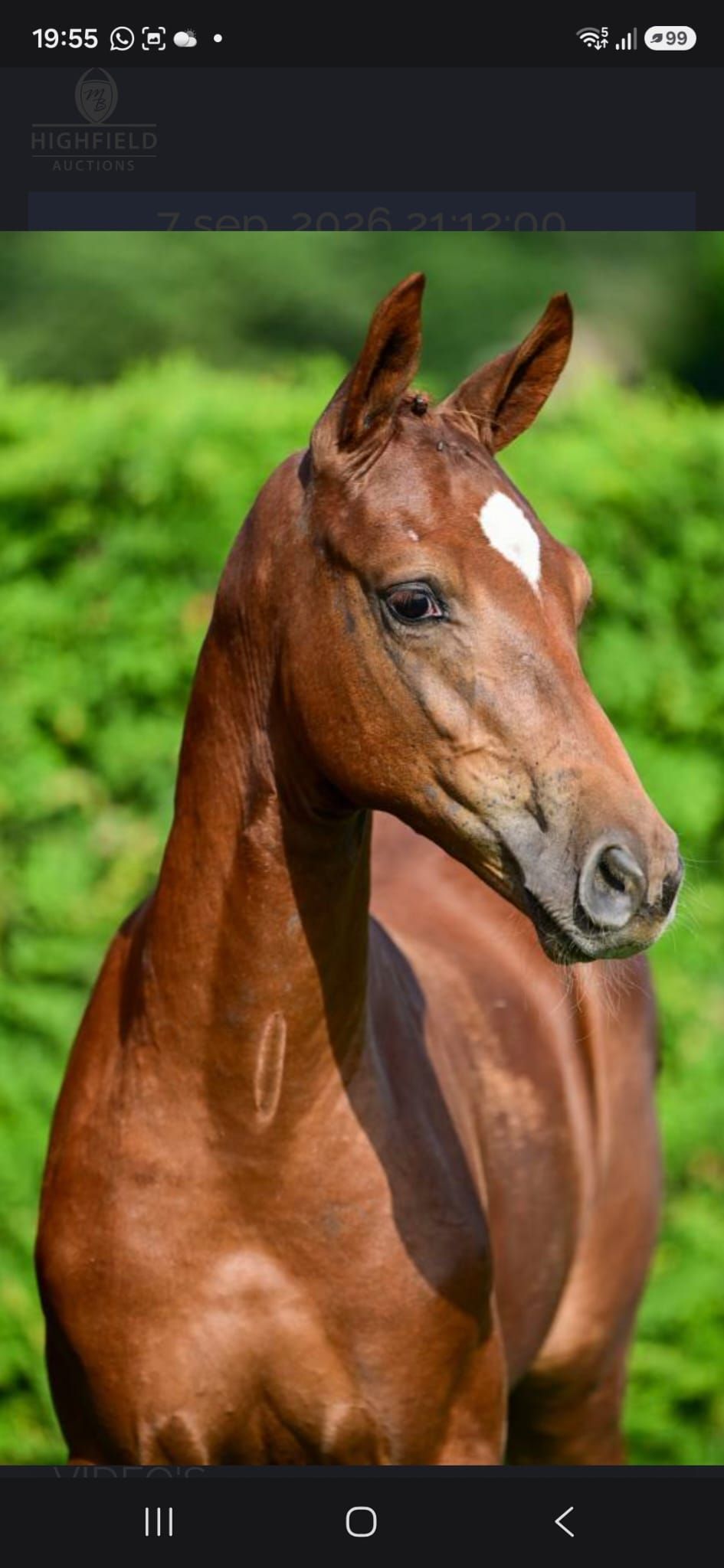 kwpn springpaard hengst 0 years old vos for sale - Photo 2