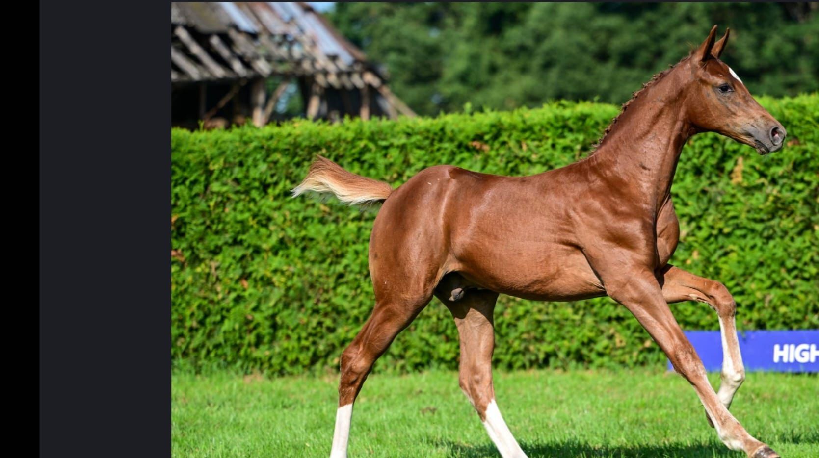Tiger vh Ruytershof x Action Breaker x Numero Uno