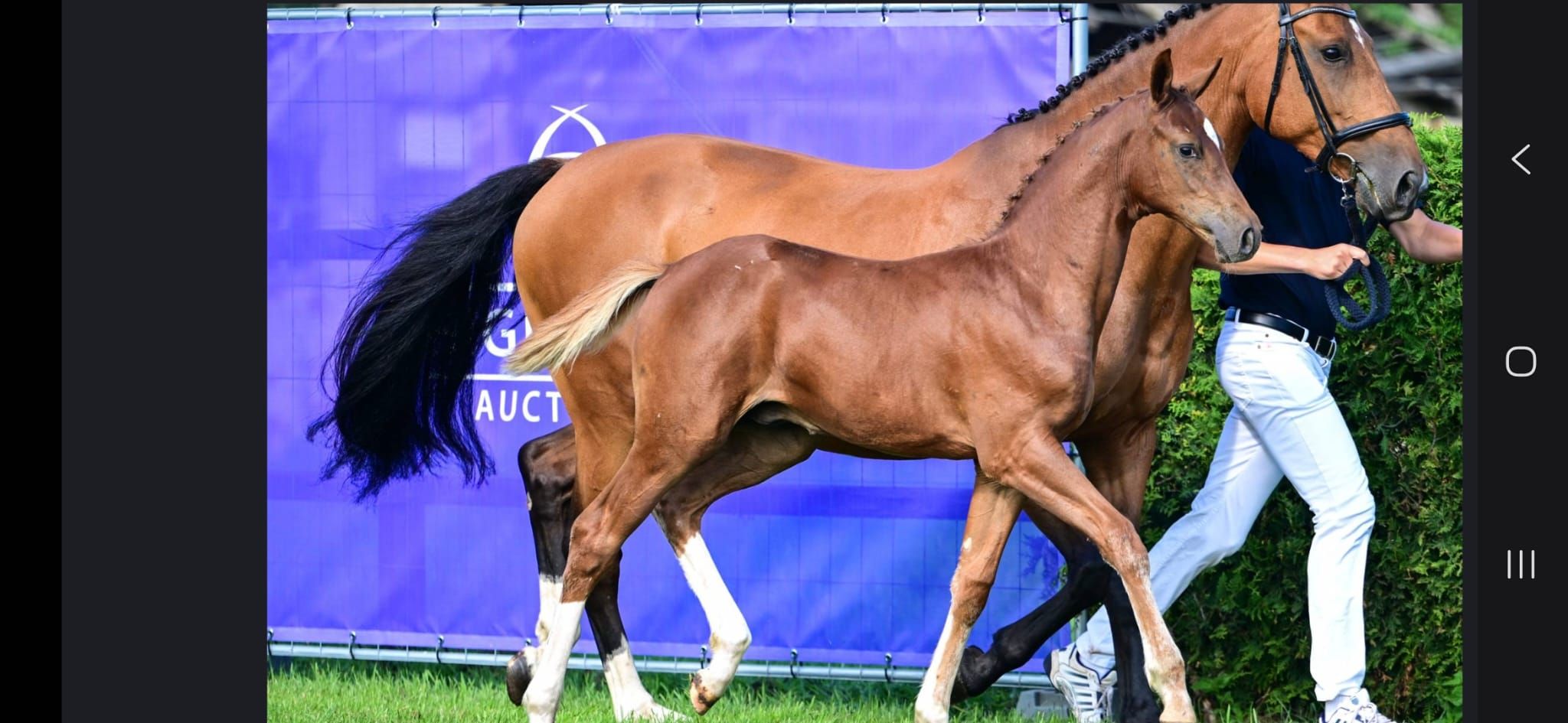 kwpn springpaard hengst 0 years old vos for sale - Photo 3