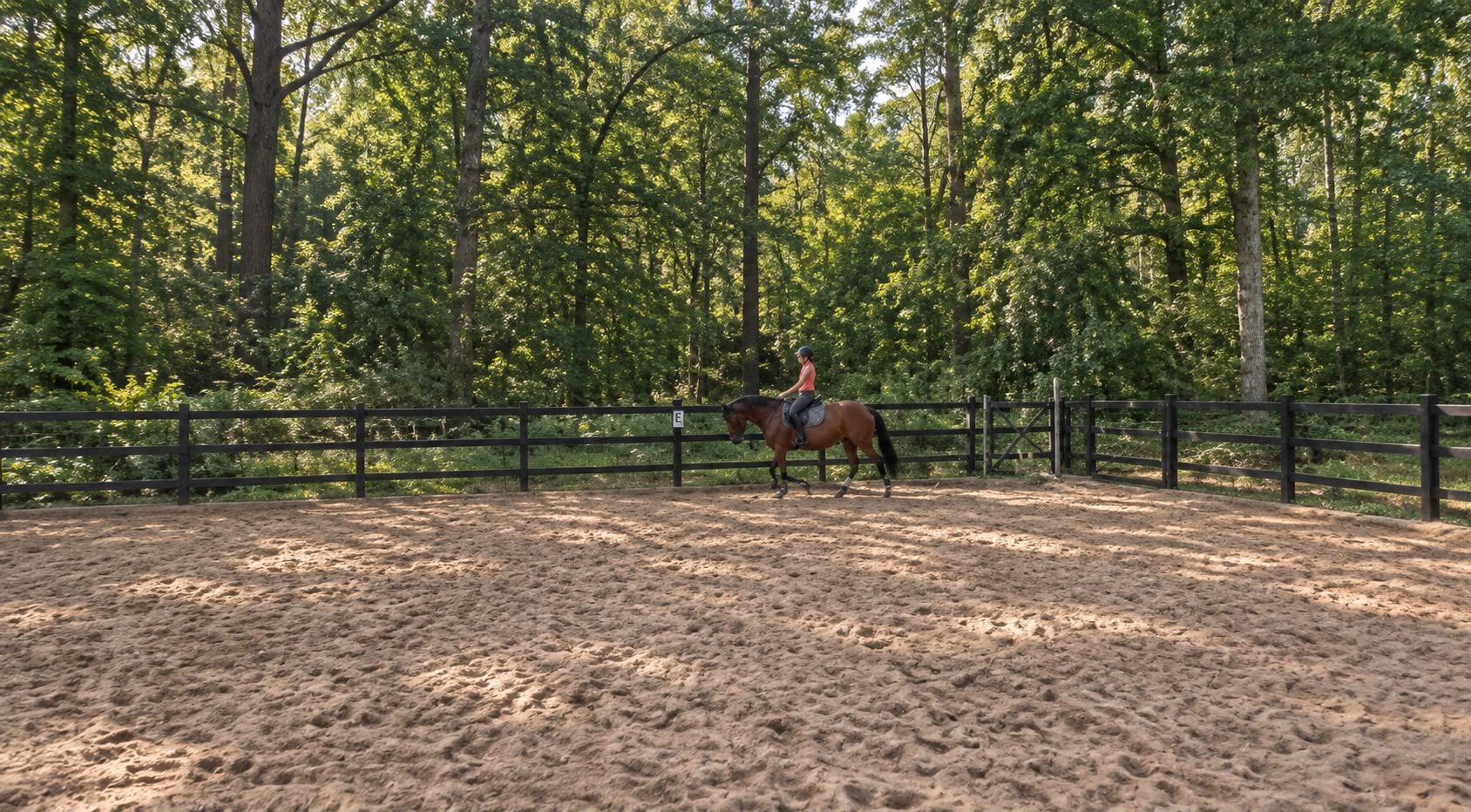 new-forest springpony merrie 4 anos donkerbruin à venda - Foto 4