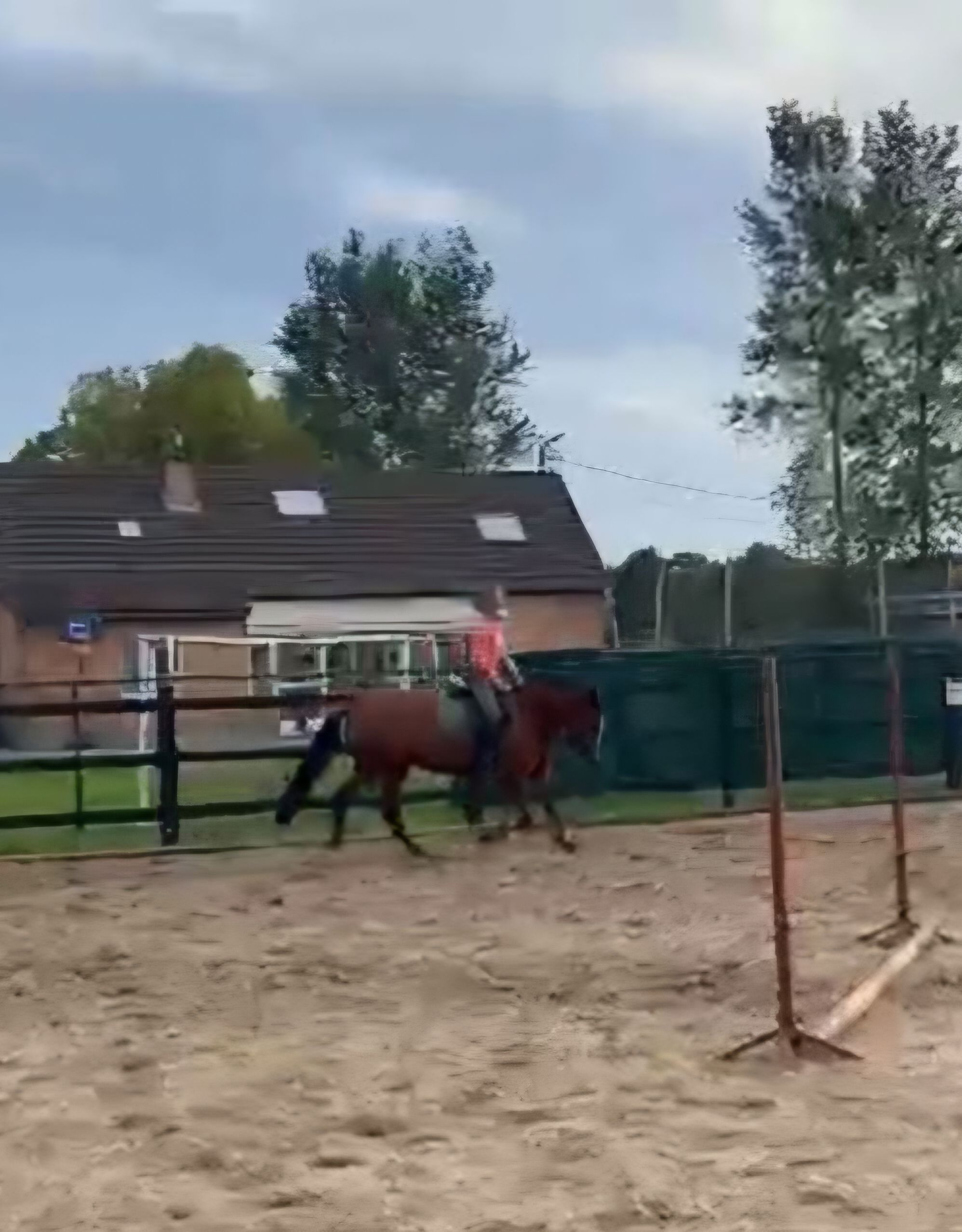 new-forest springpony merrie 4 anos donkerbruin à venda - Foto 3