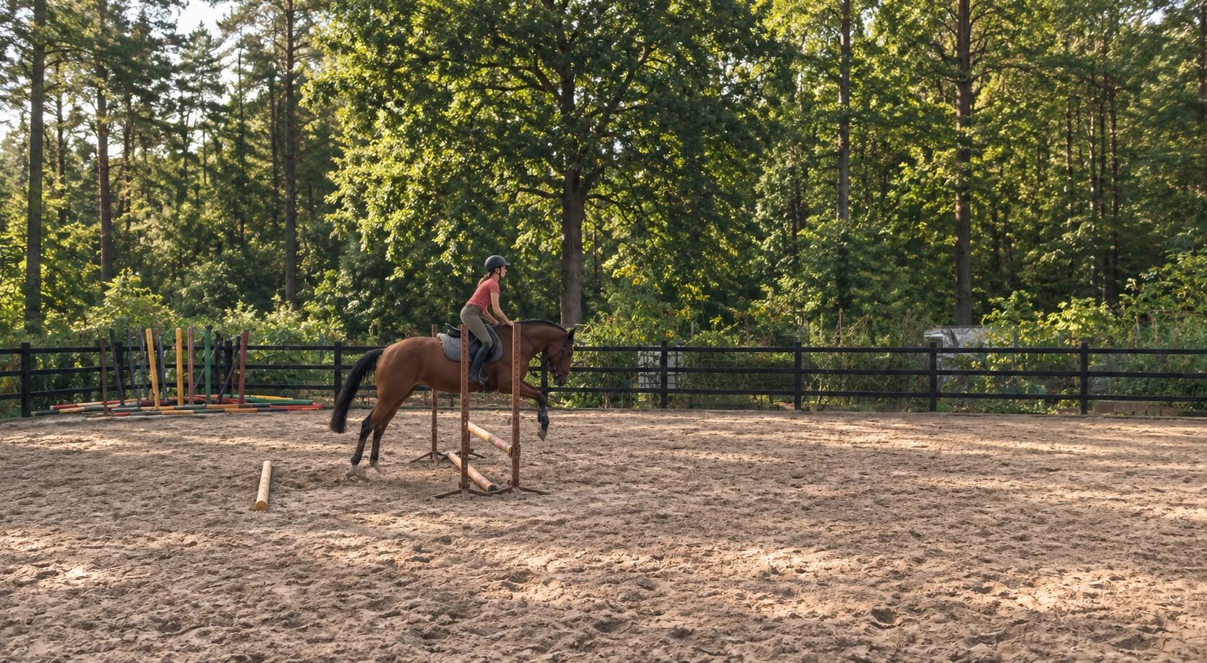 new-forest springpony merrie 4 anos donkerbruin à venda - Foto 5