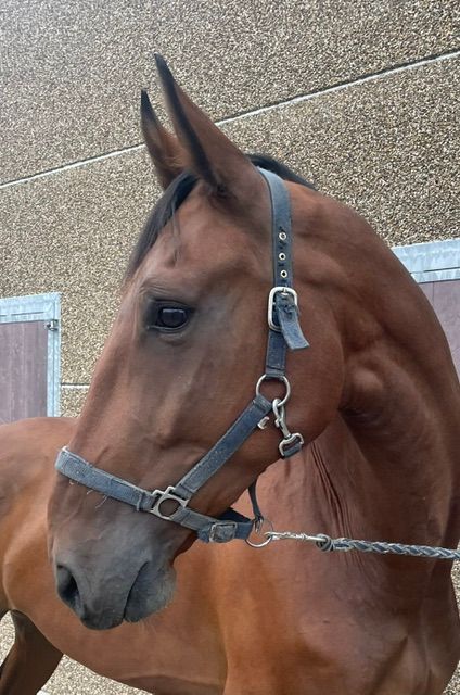 zangersheide springpaard ruin 7 years old bruin for sale - Photo 4