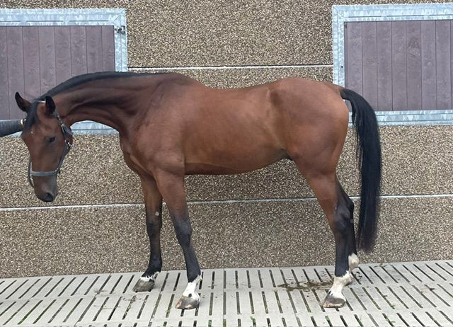 zangersheide springpaard ruin 7 years old bruin for sale - Photo 2
