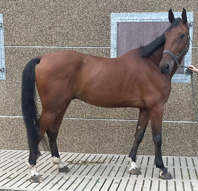 zangersheide springpaard ruin 7 years old bruin for sale - Photo 3