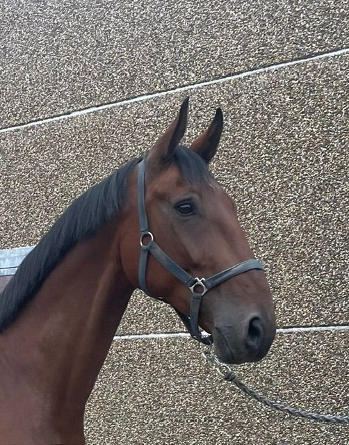 zangersheide springpaard ruin 7 years old bruin for sale - Photo 5
