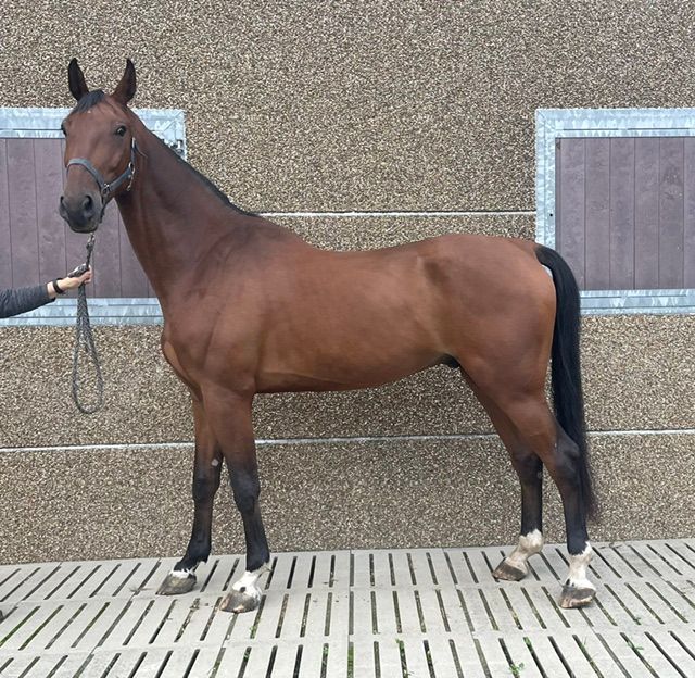 Nice big jumping-bred gelding