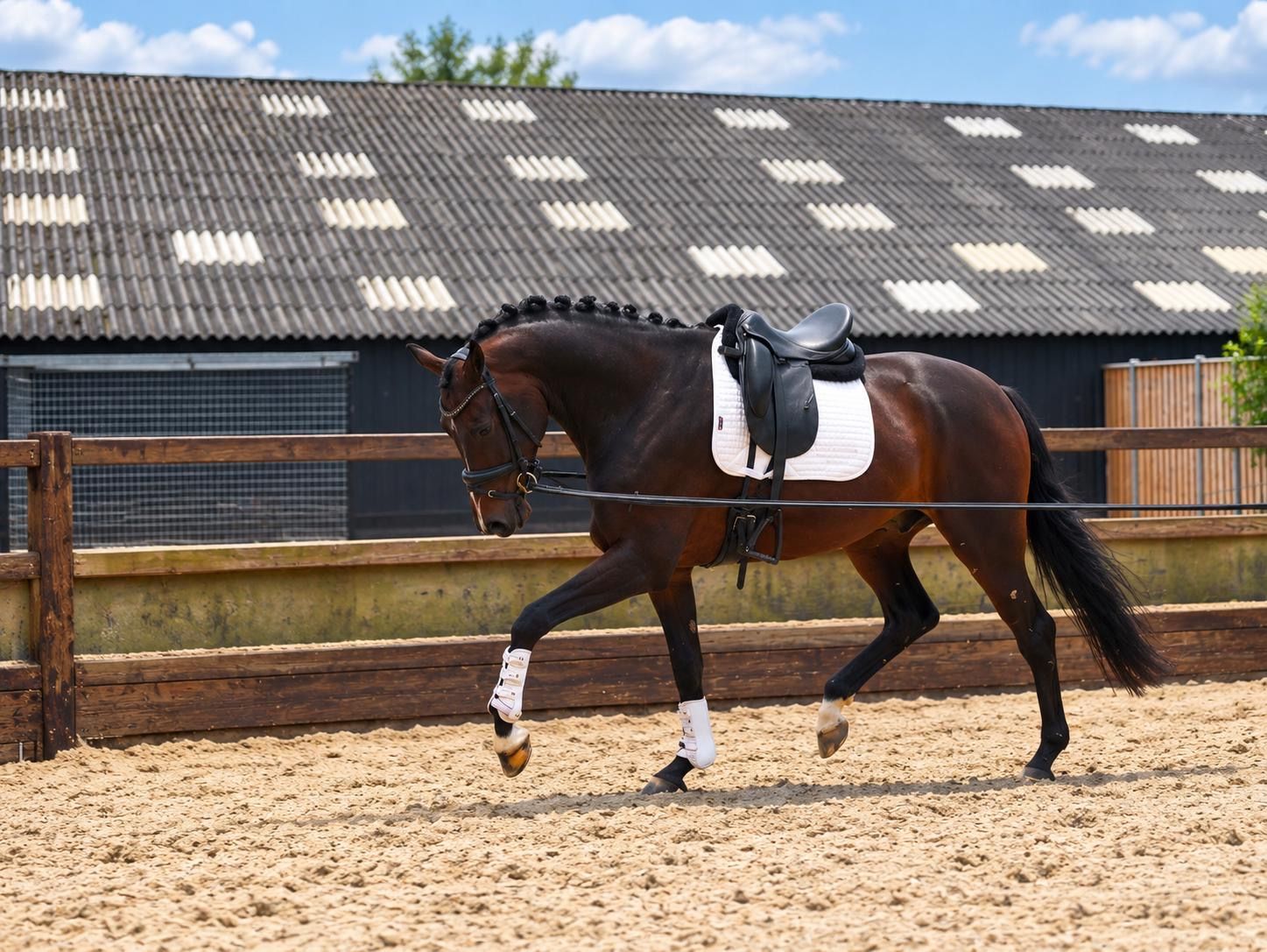 kwpn dressuurpaard ruin 4 ani donkerbruin de vânzare - Foto 2