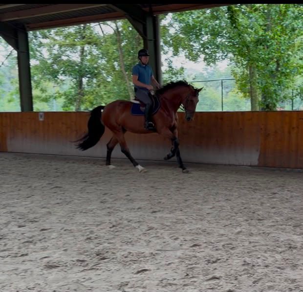 ander springpaard ruin 6 years old bruin for sale - Photo 5