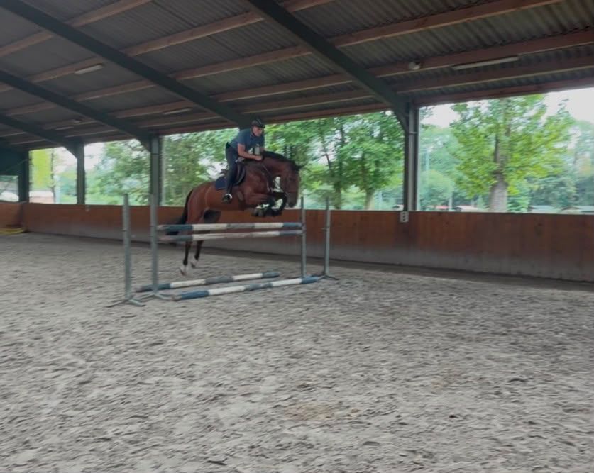 ander springpaard ruin 6 years old bruin for sale - Photo 2