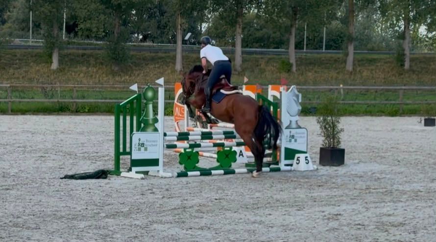ander springpaard ruin 6 years old bruin for sale - Photo 4