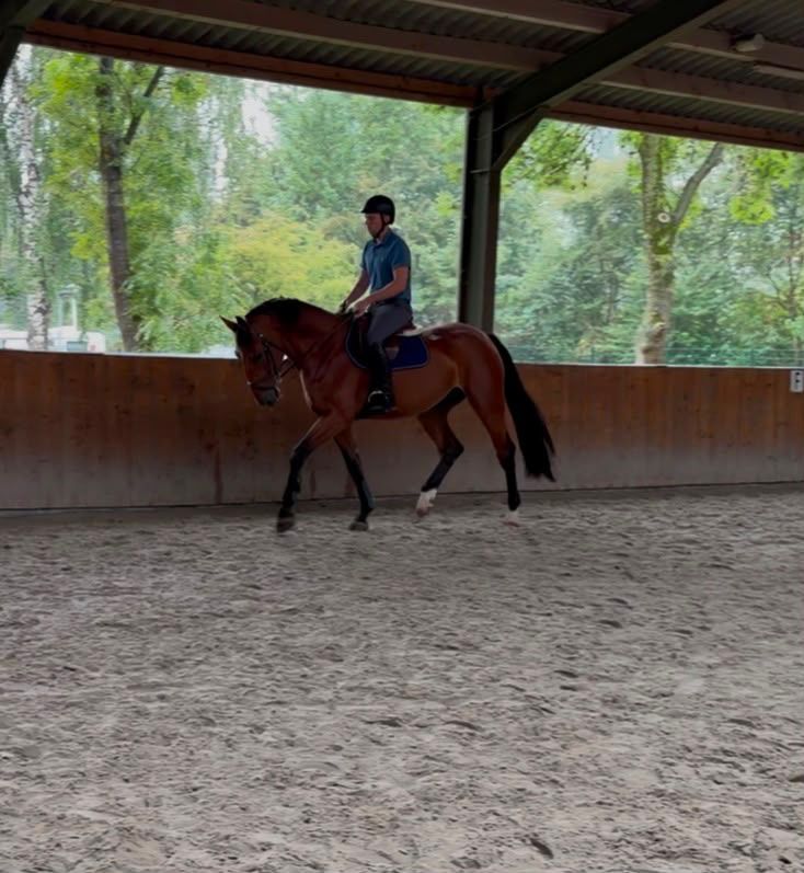 ander springpaard ruin 6 years old bruin for sale - Photo 3