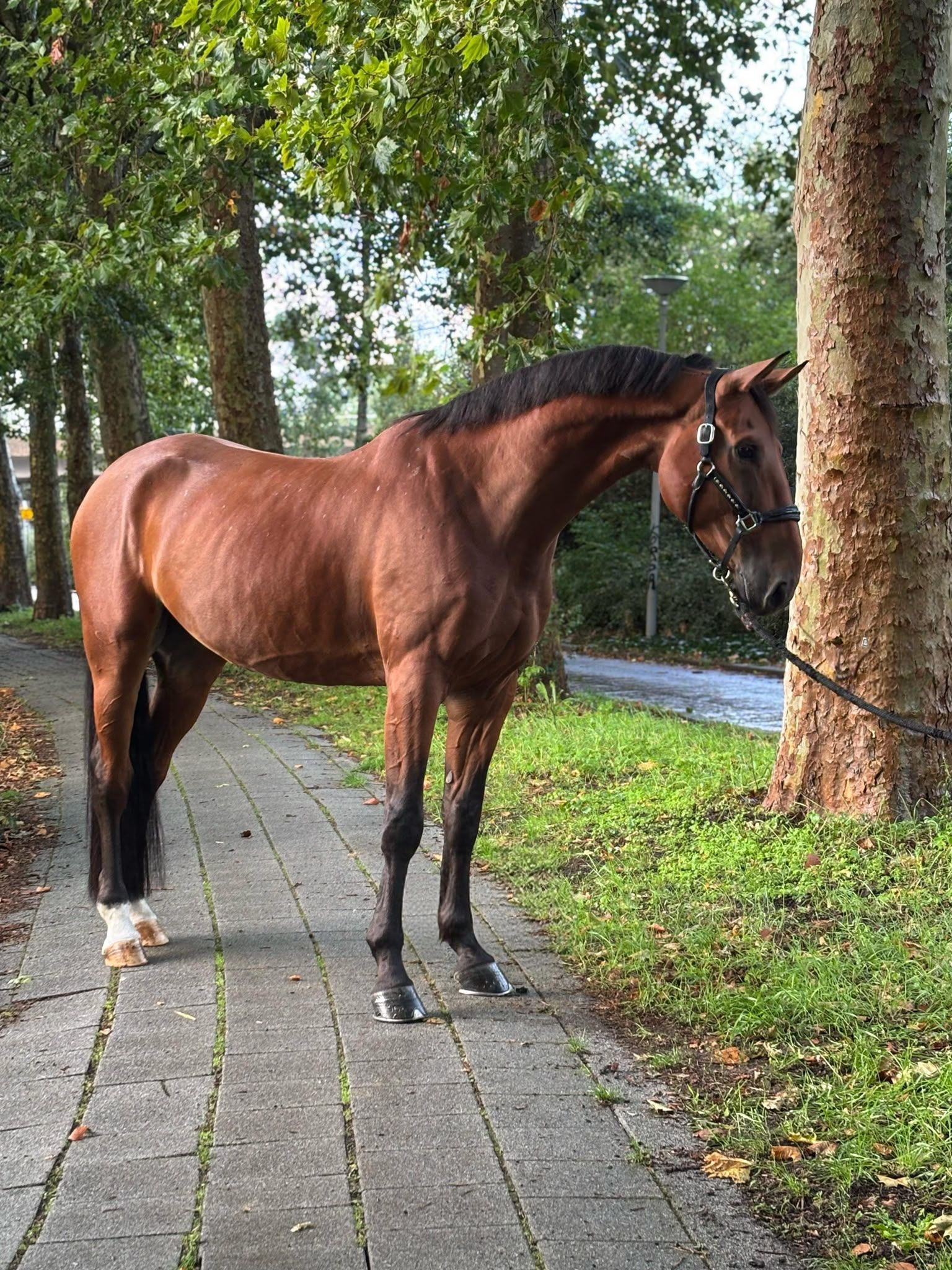 ander springpaard ruin 6 anos bruin à venda - Foto 2