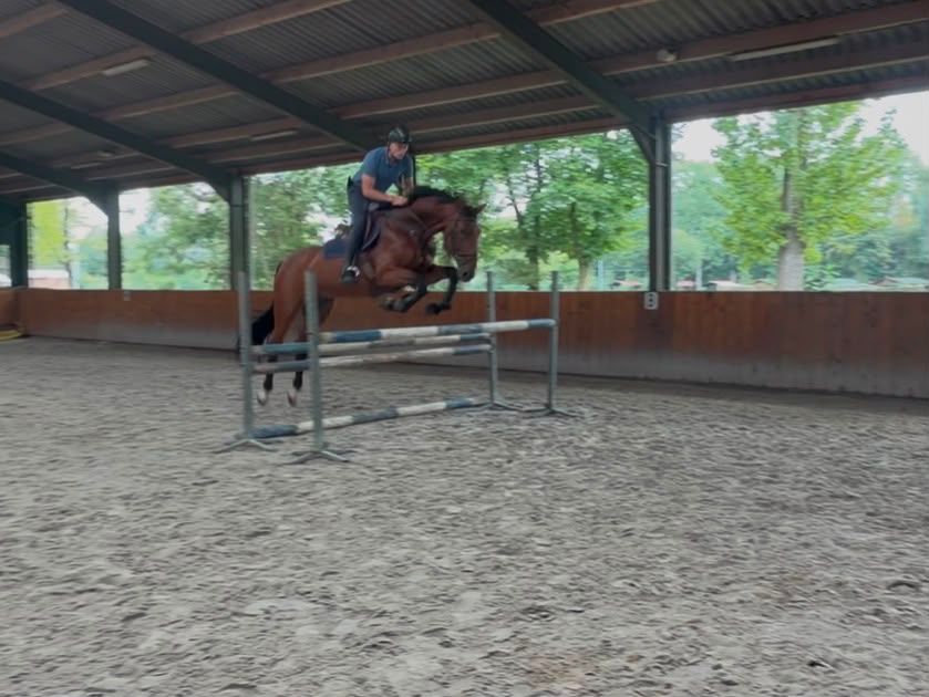 Talented showjumper with quality and potential for higher levels