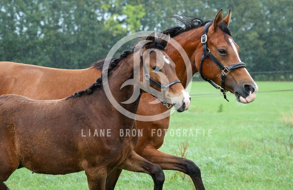 nrps dressuurpony hengst 0 år bruin till salu - Foto 5