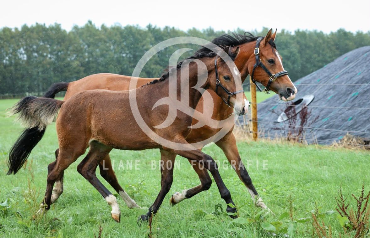 nrps dressuurpony hengst 0 år bruin till salu - Foto 6
