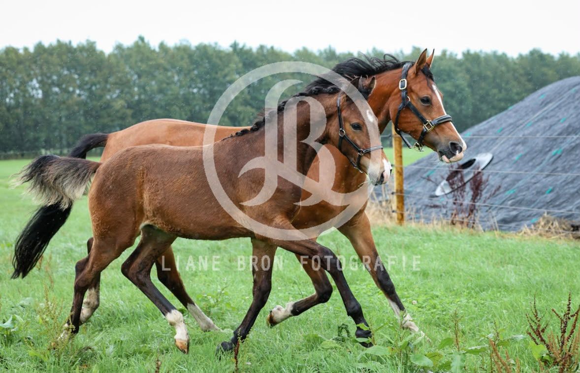 nrps dressuurpony hengst 0 år bruin till salu - Foto 3