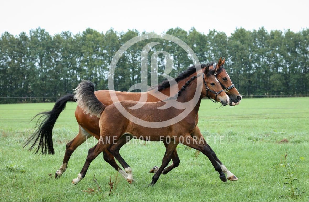 nrps dressuurpony hengst 0 år bruin till salu - Foto 2