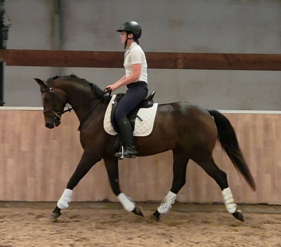 bwp dressuurpaard ruin 3 år donkerbruin til salg - Foto 2