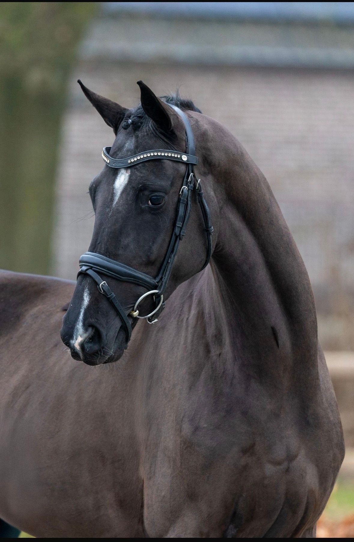 dressuurpaard merrie te koop - Foto 3