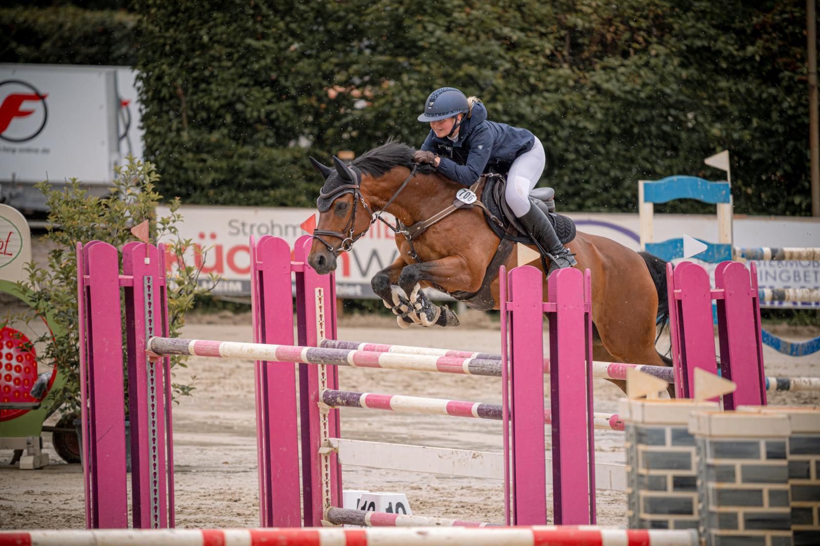 springpaard ruin 14 years old bruin for sale - Photo 2