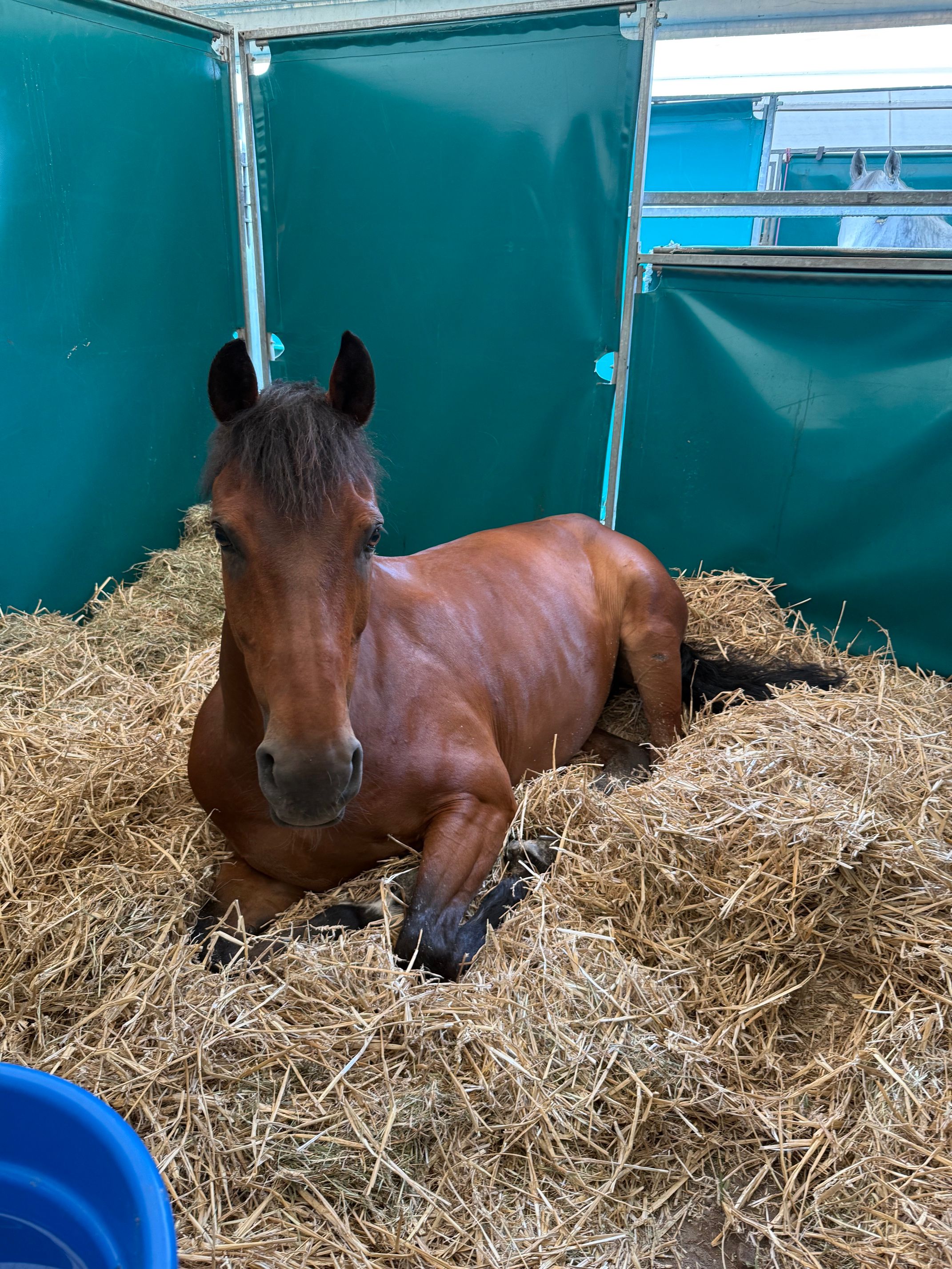 springpaard ruin 14 years old bruin for sale - Photo 5