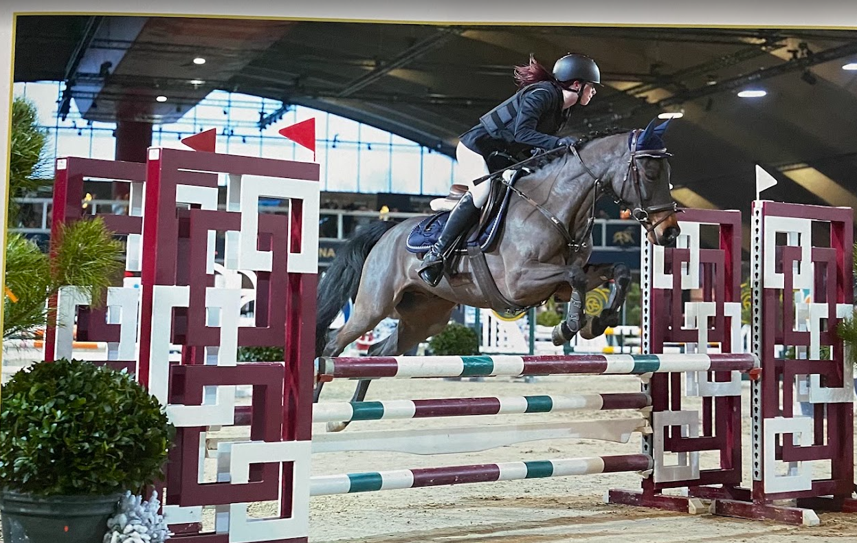 bwp springpony ruin 13 سنوات donkerbruin للبيع - صورة 2