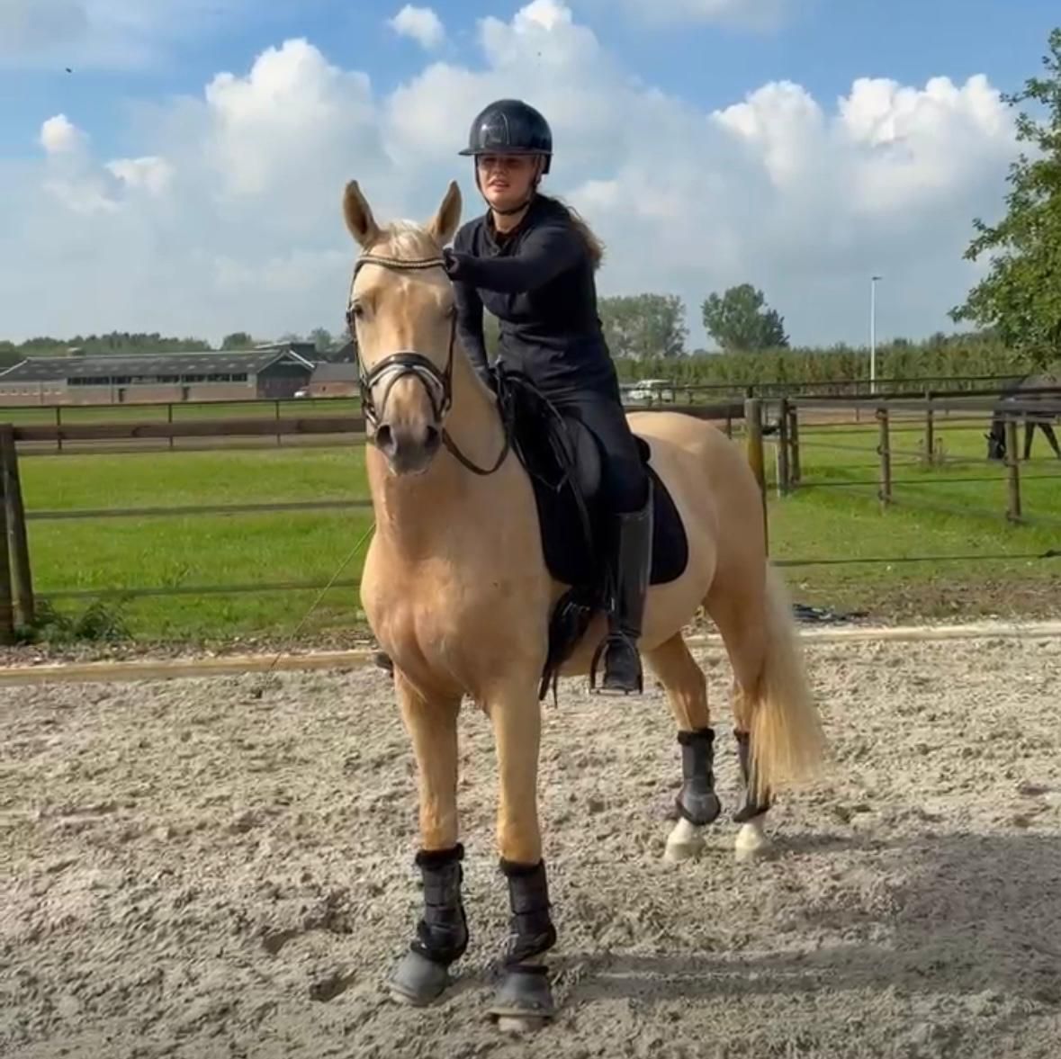Very handsome, sweet 3-year-old palomino gelding
