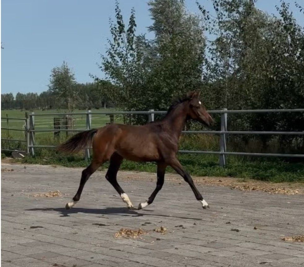Attractive colt (Ziyech x Kaiser Weltino)