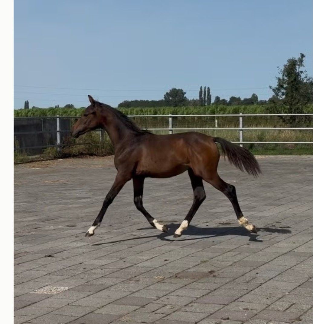 kwpn dressuurpaard hengst 0 anos donkerbruin à venda - Foto 2