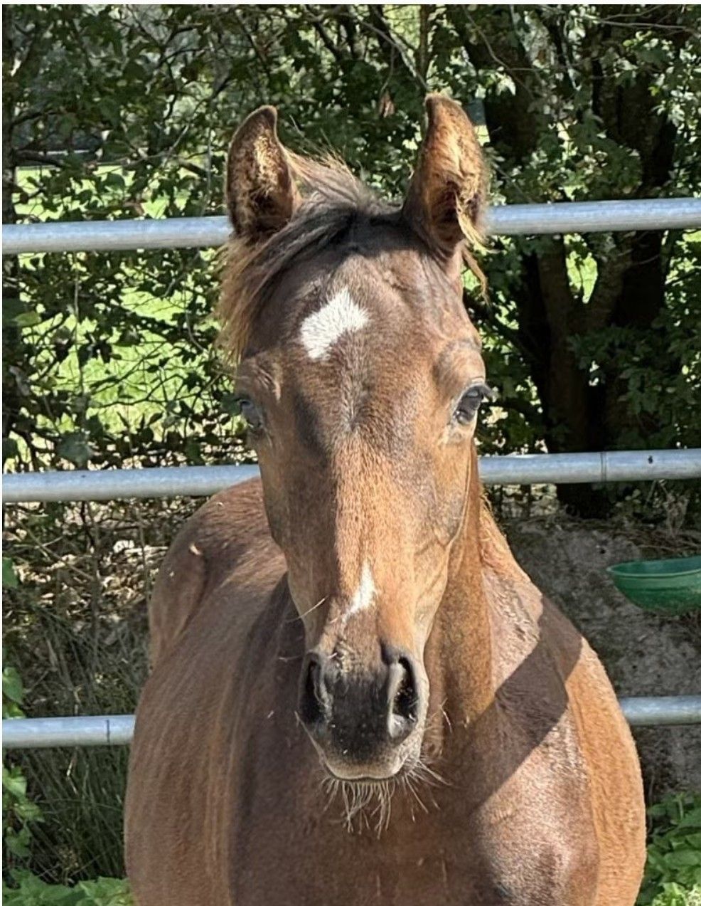 kwpn dressuurpaard hengst 0 anos donkerbruin à venda - Foto 3