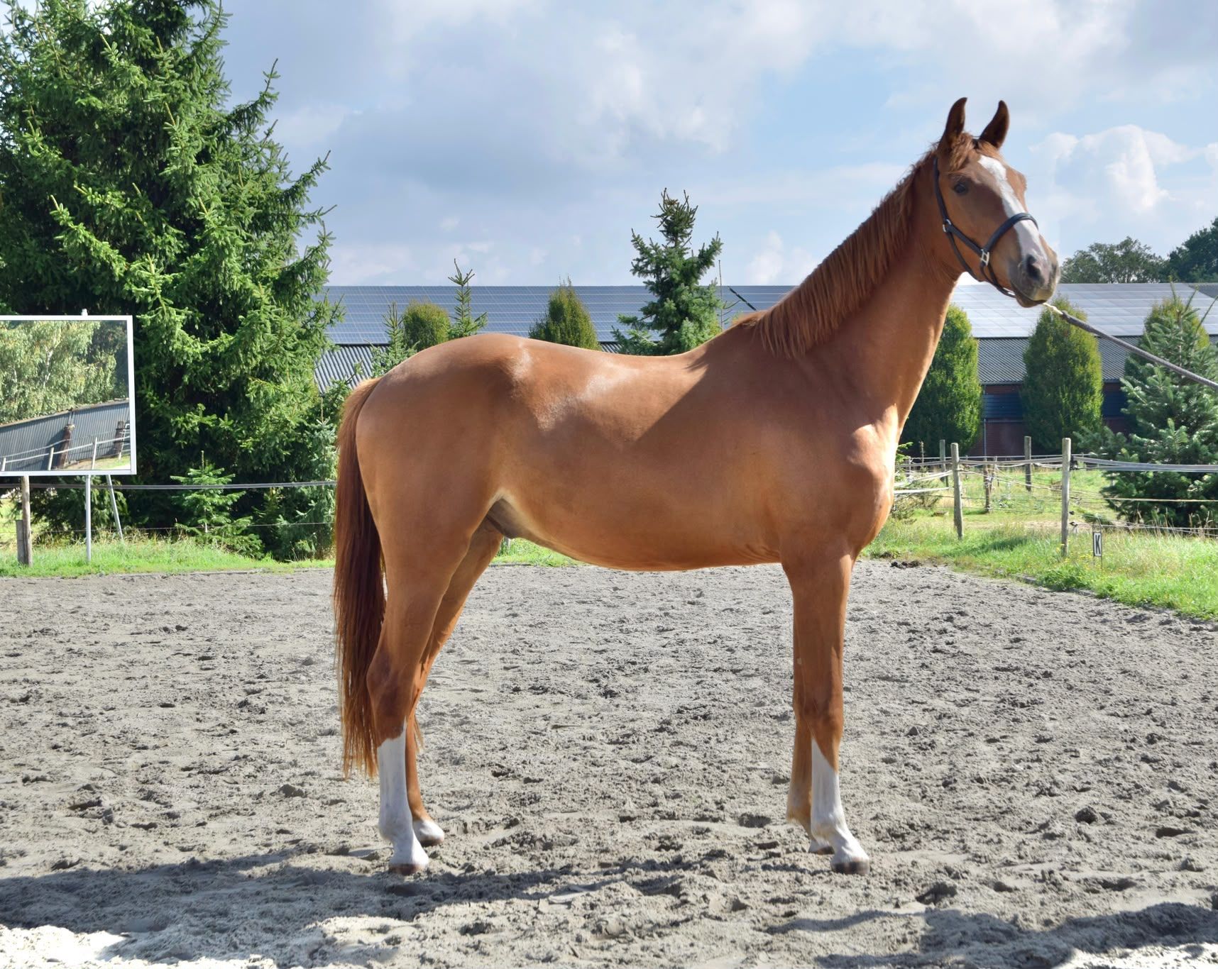 ForSale.Horse talented 3yo KWPN gelding