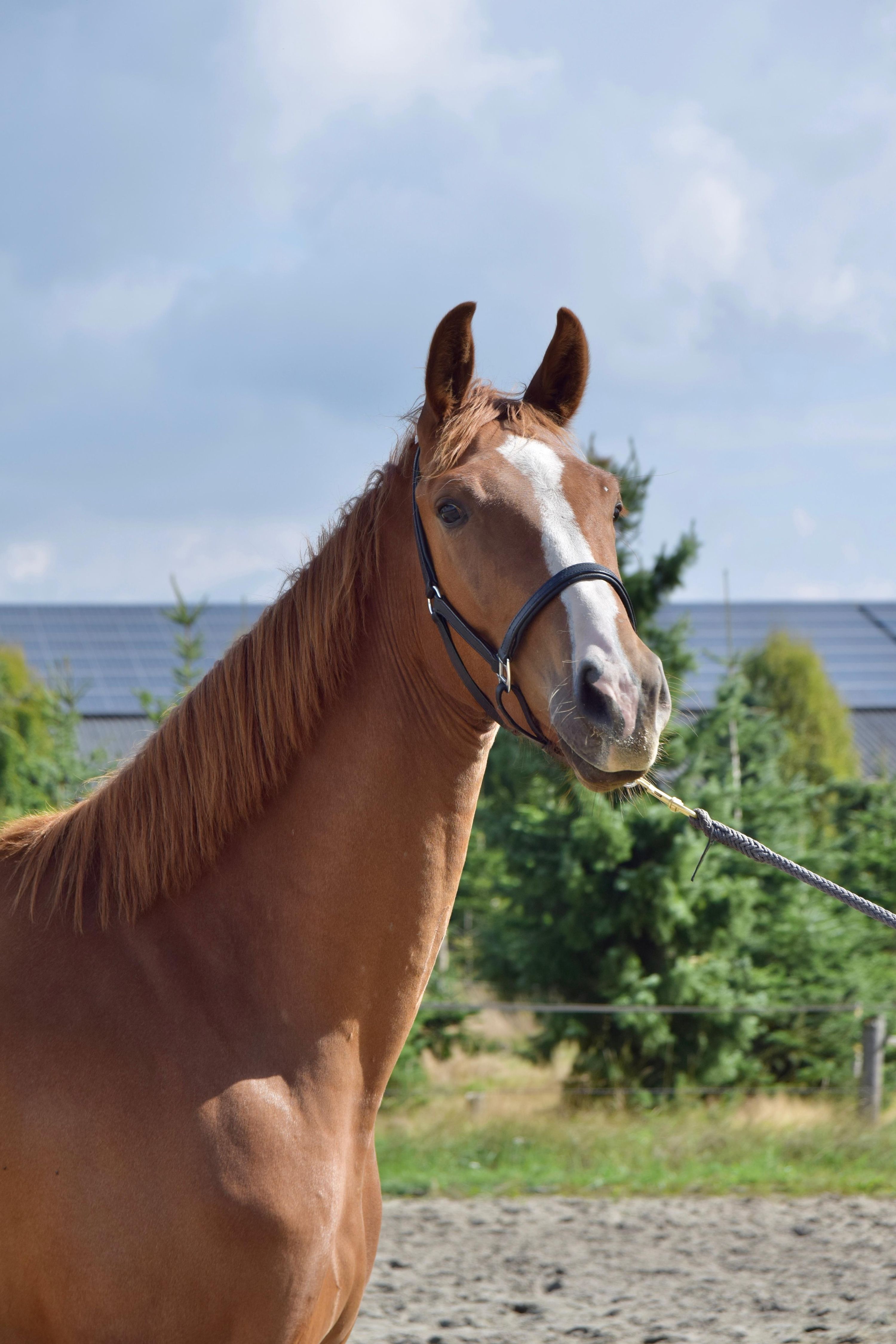 kwpn dressuurpaard ruin 3 år vos til salg - Foto 2