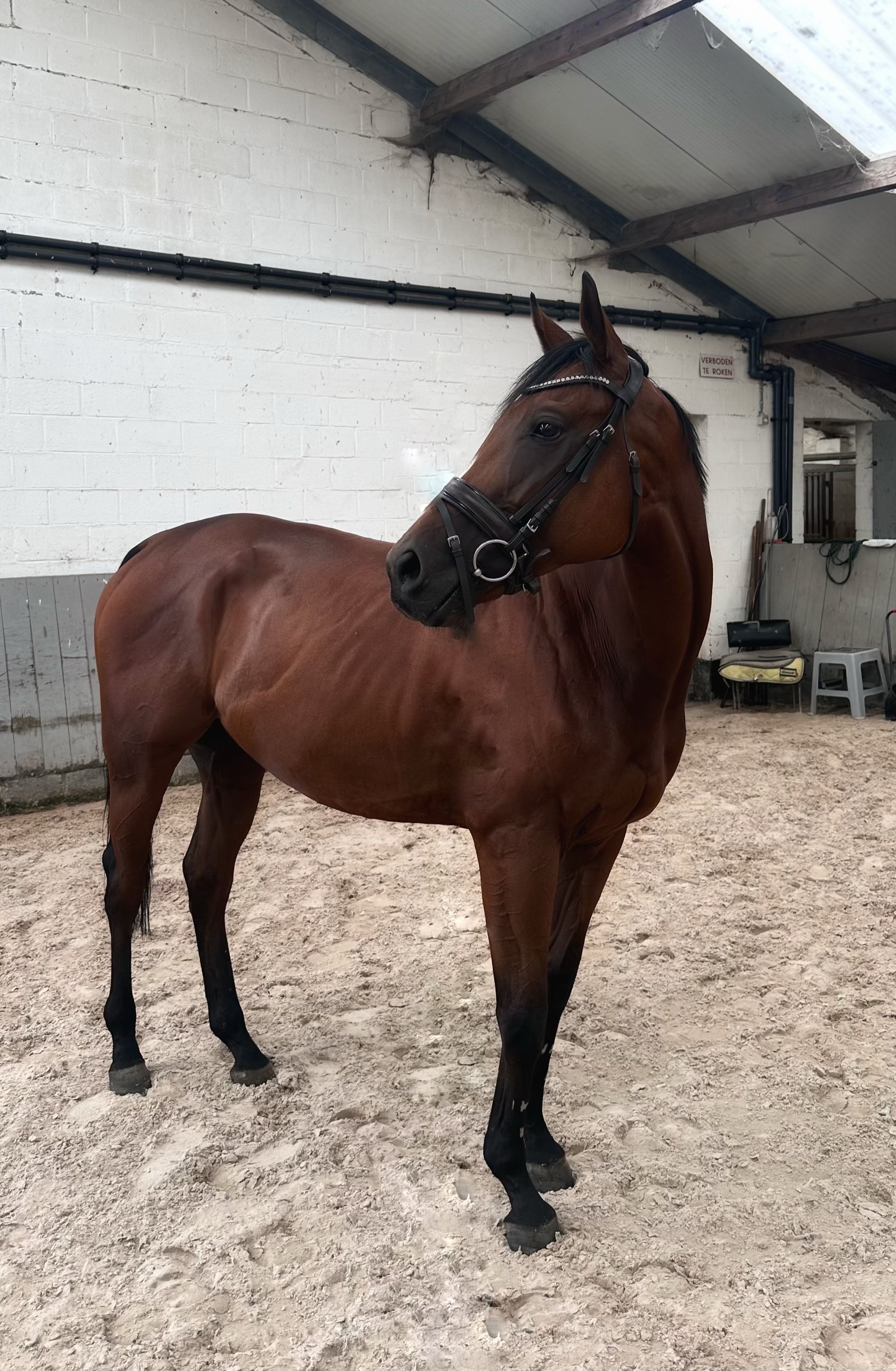 Marbush – hongre de 4 ans | Futur cheval de concours complet / saut d’obstacles