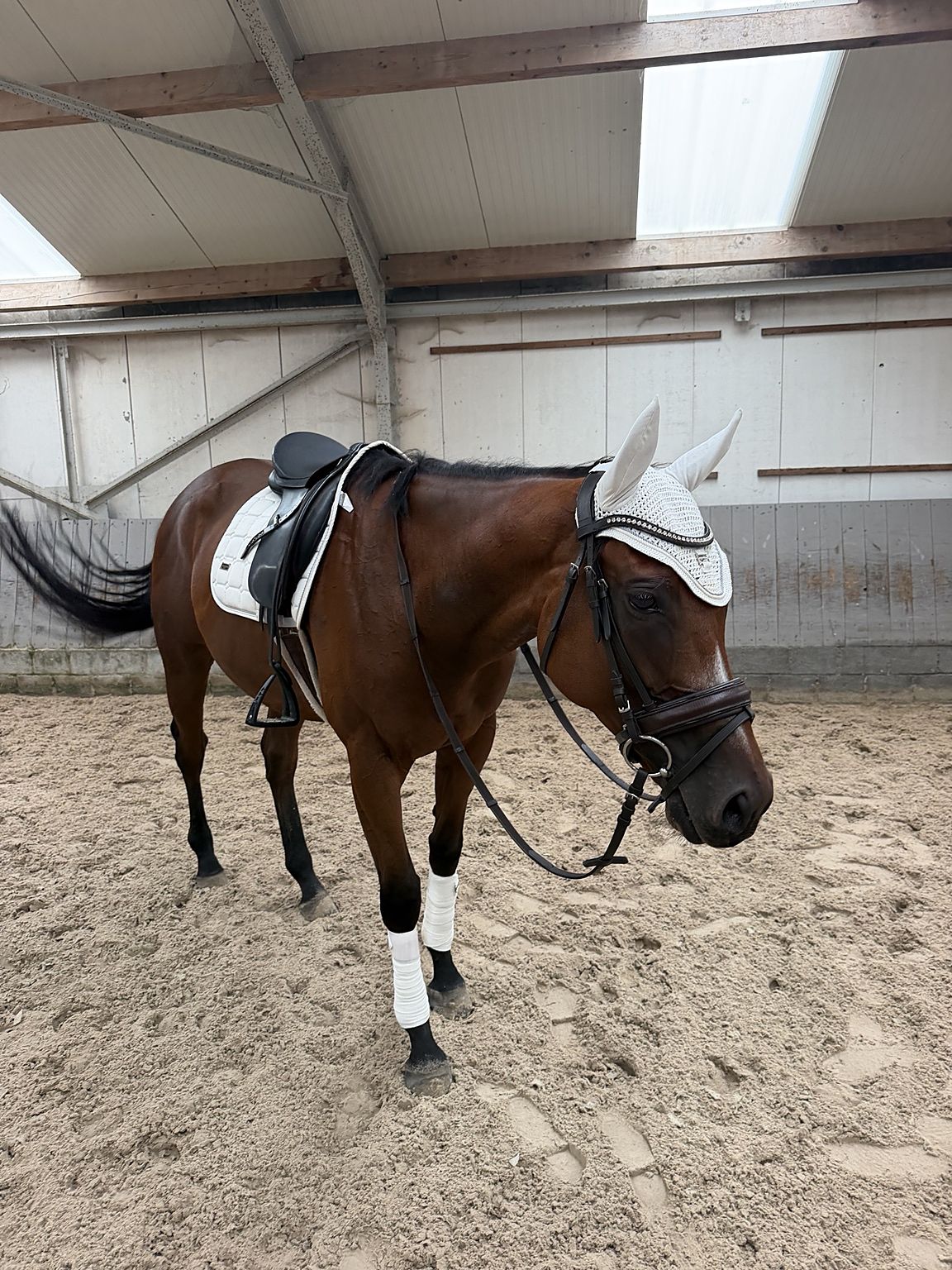 volbloed eventingpaard ruin 4 years old donkerbruin for sale - Photo 6