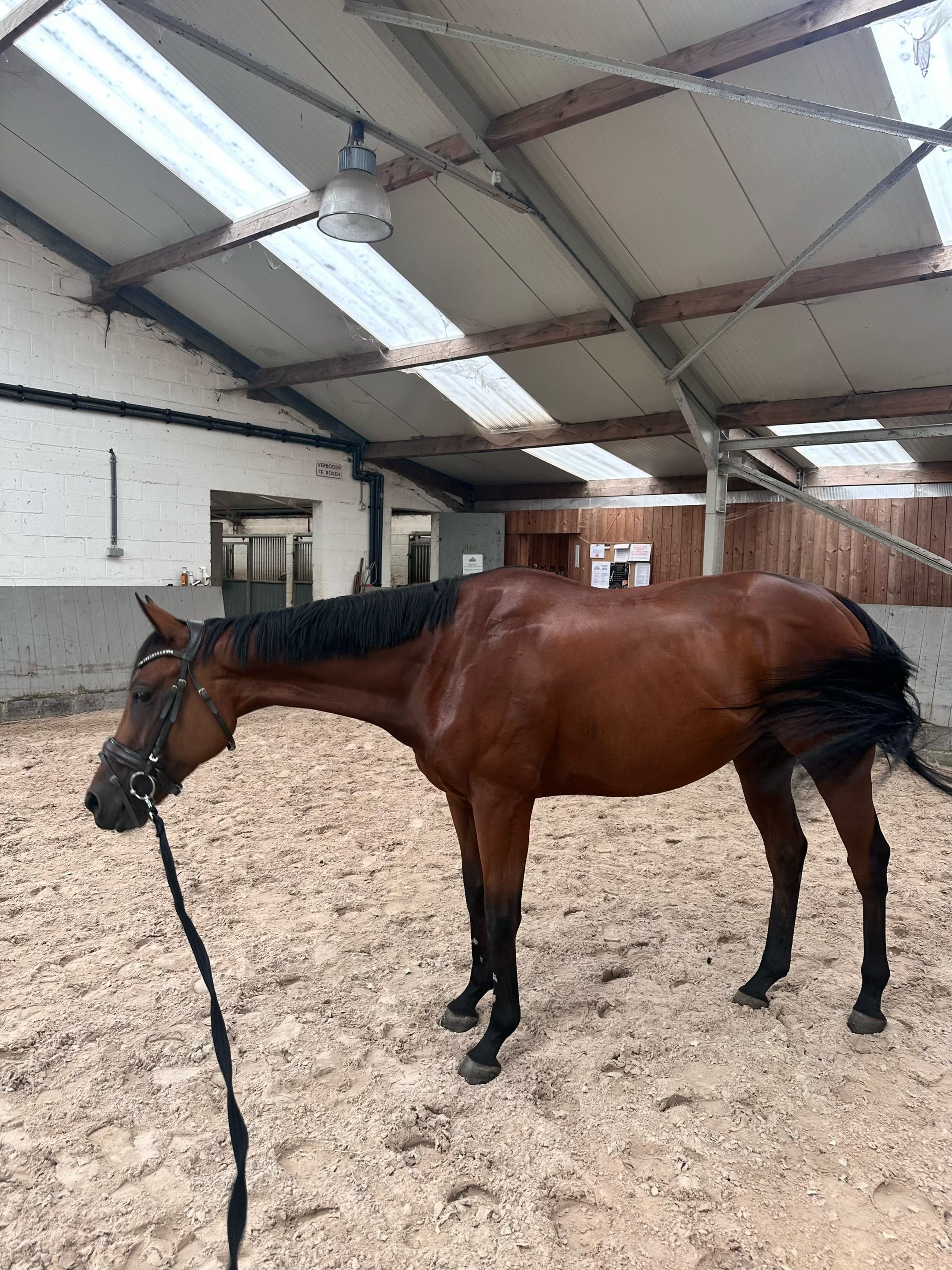 volbloed eventingpaard ruin 4 years old donkerbruin for sale - Photo 2