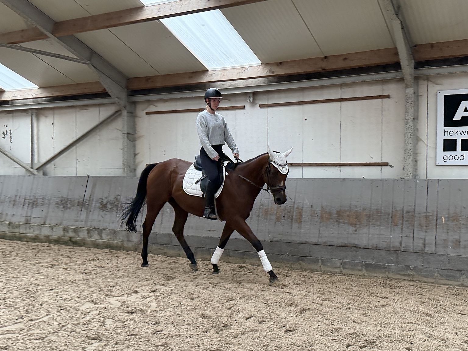 volbloed eventingpaard ruin 4 years old donkerbruin for sale - Photo 5